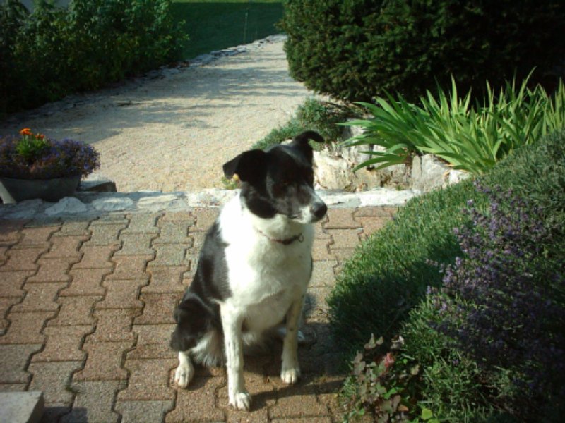 Photo de Reglisse